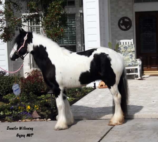 Gypsy Vanner Horse for Sale | Mare | Piebald | Lucy